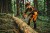 Pilarka spalinowa STIHL MS 300 C-M 3,3 kW 40 cm M-Tronic